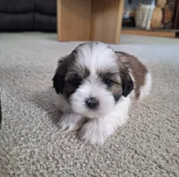 Lola, a female Shih Tzu for sale in Beach City, OH – 2 of 7