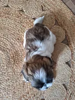 Sophie , a female Shih Tzu for sale in Beach City, OH – 10 of 10