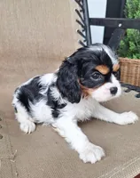 Sadie, a female Cavalier King Charles Spaniel for sale in Beach City, OH – 4 of 6