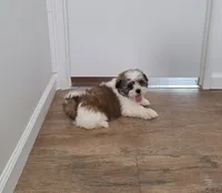 Lola, a female Shih Tzu for sale in Beach City, OH – 4 of 5