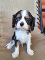Max, a male Cavalier King Charles Spaniel for sale in Beach City, OH – 6 of 6