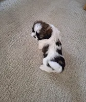 Bella , a female Shih Tzu for sale in Beach City, OH – 8 of 8