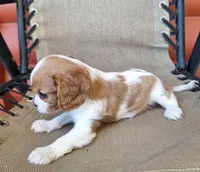 Ozzy, a male Cavalier King Charles Spaniel for sale in Beach City, OH – 5 of 6