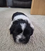 Daisy, a female Shih Tzu for sale in Beach City, OH – 6 of 8