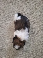 Sadie, a female Shih Tzu for sale in Beach City, OH – 8 of 8