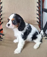 Bella, a female Cavalier King Charles Spaniel for sale in Beach City, OH – 5 of 6