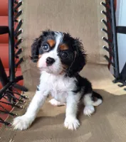 Benji , a male Cavalier King Charles Spaniel for sale in Beach City, OH – 4 of 7