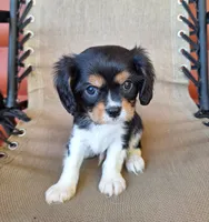 Winston , a male Cavalier King Charles Spaniel for sale in Beach City, OH – 7 of 7