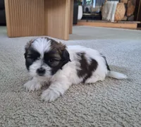 Bella , a female Shih Tzu for sale in Beach City, OH – 3 of 8