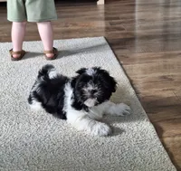 Daisy, a female Shih Tzu for sale in Beach City, OH – 2 of 3