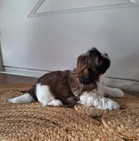 Sophie , a female Shih Tzu for sale in Beach City, OH – 3 of 10
