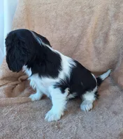 Sophia , a female Cavalier King Charles Spaniel for sale in Beach City, OH – Photo 5 of 7