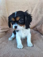 Sophia , a female Cavalier King Charles Spaniel for sale in Beach City, OH – Photo 6 of 7