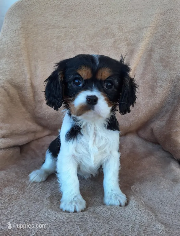 Sophia , a female Cavalier King Charles Spaniel for sale in Beach City, OH – Photo 1 of 7