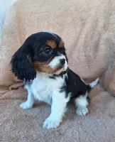 Sophia , a female Cavalier King Charles Spaniel for sale in Beach City, OH – Photo 3 of 7