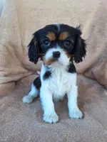 Sophia , a female Cavalier King Charles Spaniel for sale in Beach City, OH – Photo 7 of 7