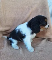 Sophia , a female Cavalier King Charles Spaniel for sale in Beach City, OH – Photo 2 of 7