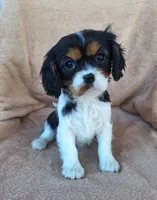Sophia , a female Cavalier King Charles Spaniel for sale in Beach City, OH – Photo 4 of 7