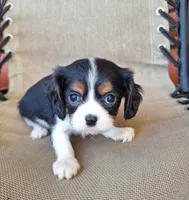 Daisy, a female Cavalier King Charles Spaniel for sale in Beach City, OH – 2 of 5