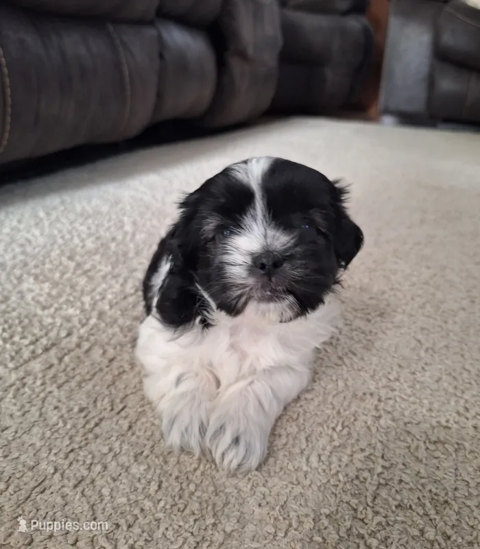 Daisy – Shih Tzu puppy for sale in Beach City, OH