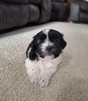 Daisy, a female Shih Tzu for sale in Beach City, OH – 1 of 8