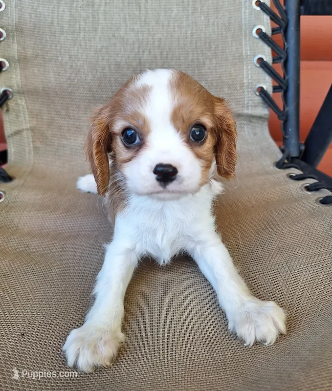 Ozzy – Cavalier King Charles Spaniel puppy for sale in Beach City, OH