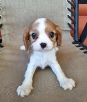 Ozzy, a male Cavalier King Charles Spaniel for sale in Beach City, OH – 1 of 6