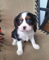 Pumpkin , a female Cavalier King Charles Spaniel for sale in Beach City, OH – 2 of 6