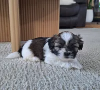 Sadie, a female Shih Tzu for sale in Beach City, OH – 2 of 8