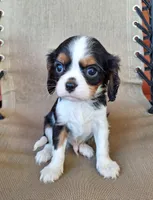 Max, a male Cavalier King Charles Spaniel for sale in Beach City, OH – 3 of 6