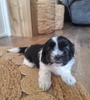 Daisy, a female Shih Tzu for sale in Beach City, OH – 7 of 8