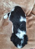 Daisy, a female Cavalier King Charles Spaniel for sale in Beach City, OH – Photo 4 of 5