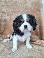 Daisy, a female Cavalier King Charles Spaniel for sale in Beach City, OH – Photo 1 of 5