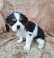 Daisy, a female Cavalier King Charles Spaniel for sale in Beach City, OH – Photo 3 of 5