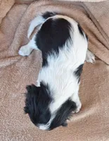 Bailey , a female Cavalier King Charles Spaniel for sale in Beach City, OH – Photo 2 of 5