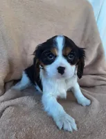 Bailey , a female Cavalier King Charles Spaniel for sale in Beach City, OH – Photo 4 of 5