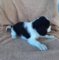 Bailey , a female Cavalier King Charles Spaniel for sale in Beach City, OH – Photo 5 of 5