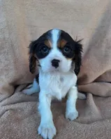 Bailey , a female Cavalier King Charles Spaniel for sale in Beach City, OH – Photo 1 of 5