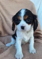 Bailey , a female Cavalier King Charles Spaniel for sale in Beach City, OH – Photo 3 of 5
