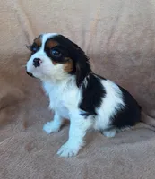 Max, a male Cavalier King Charles Spaniel for sale in Beach City, OH – Photo 4 of 5