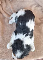 Max, a male Cavalier King Charles Spaniel for sale in Beach City, OH – Photo 5 of 5