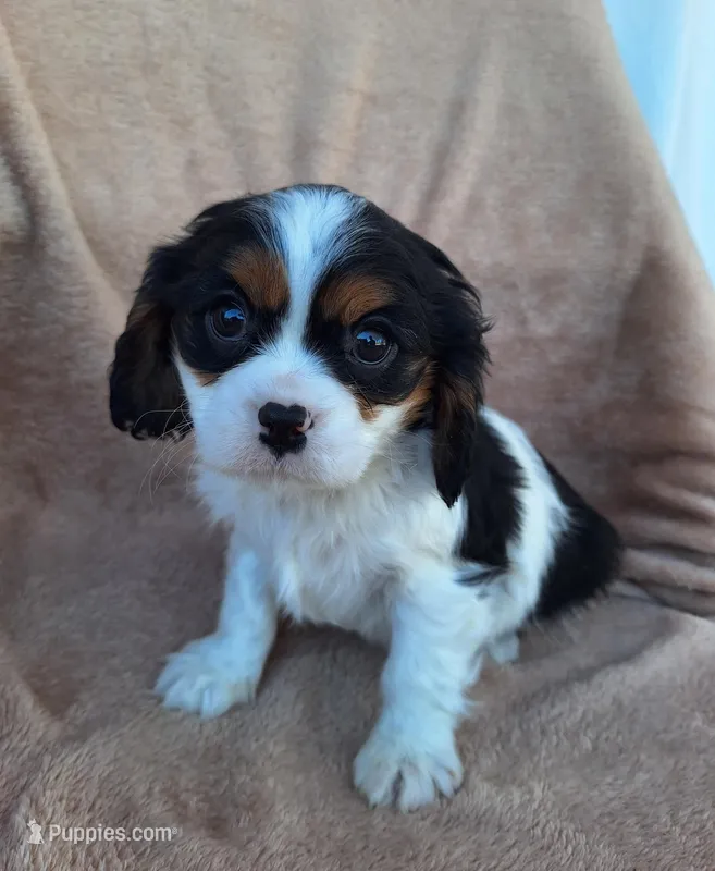 Max, a male Cavalier King Charles Spaniel for sale in Beach City, OH – Photo 1 of 5