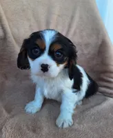 Max, a male Cavalier King Charles Spaniel for sale in Beach City, OH – Photo 1 of 5