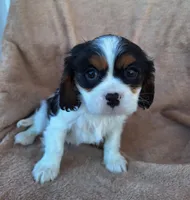 Max, a male Cavalier King Charles Spaniel for sale in Beach City, OH – Photo 2 of 5