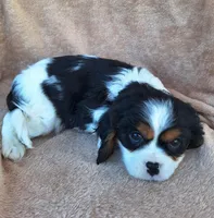 Max, a male Cavalier King Charles Spaniel for sale in Beach City, OH – Photo 3 of 5