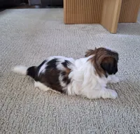 Bella , a female Shih Tzu for sale in Beach City, OH – 6 of 8