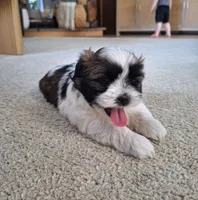Bella , a female Shih Tzu for sale in Beach City, OH – 5 of 8