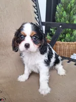 Bella, a female Cavalier King Charles Spaniel for sale in Beach City, OH – 4 of 6