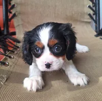 Pumpkin , a female Cavalier King Charles Spaniel for sale in Beach City, OH – 5 of 6
