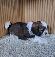 Layla , a female Shih Tzu for sale in Beach City, OH – 5 of 6